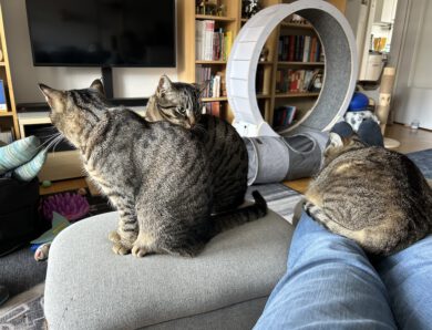 Catcontent-Update