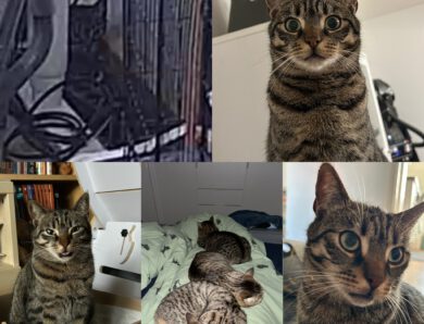 Ein Jahr Kater