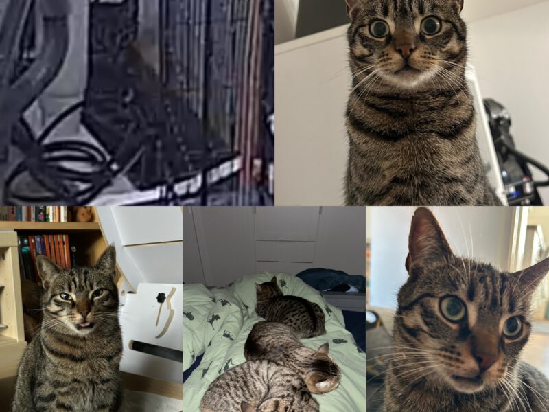 Ein Jahr Kater