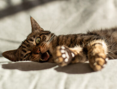 Neues von der Katzenbande