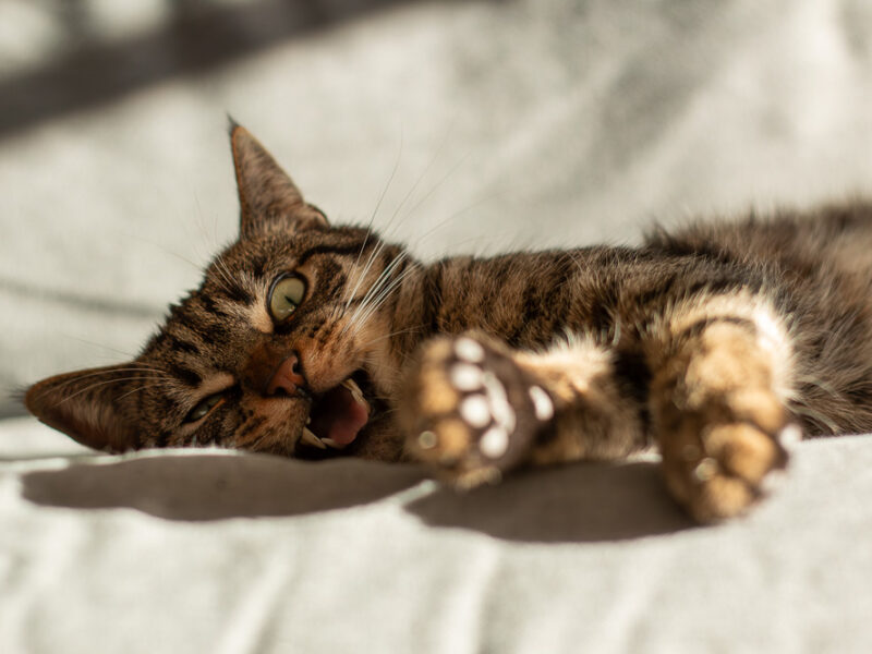 Neues von der Katzenbande